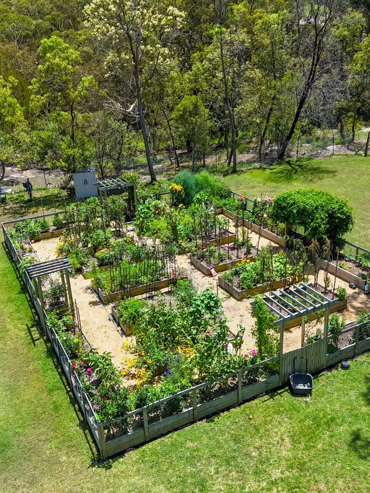 A fenced vegetable garden with raised beds and various green plants situated near a forest.