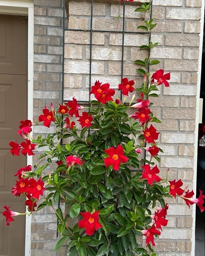 Red trumpet-shaped flowers and green leaves climbing a black metal trellis against a brick wall.