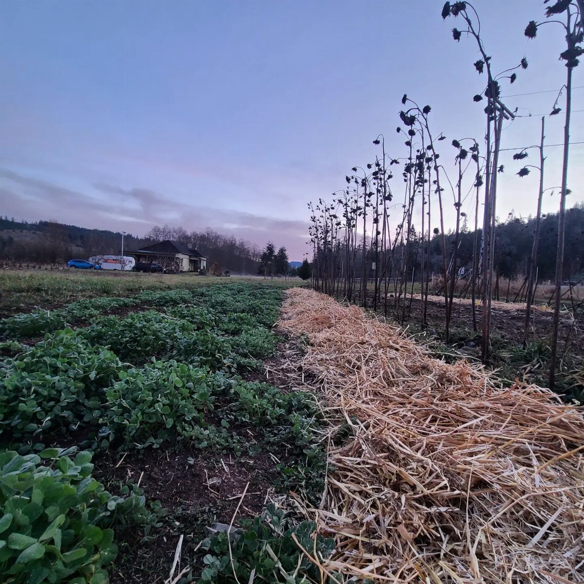 Golden straw mulch laid in a long row next to green garden plants at dusk.